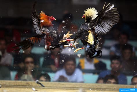 Pasay City Cockpit: An Insight into Cockfighting Philippines.